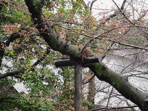 a0331562_18593168.gif