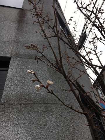 静かに復活_f0363168_08125677.jpg
