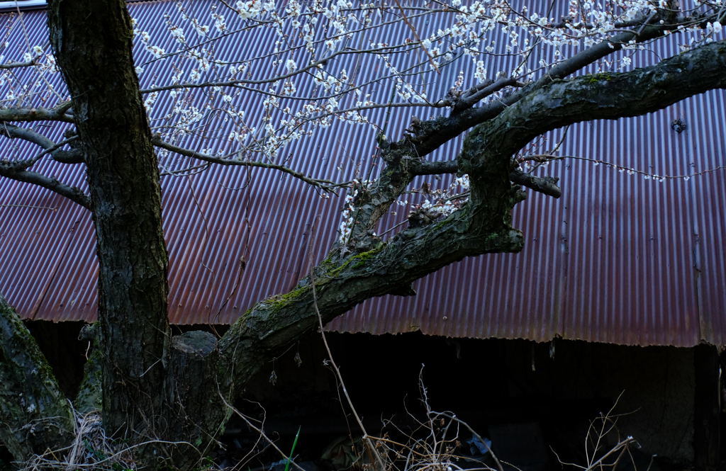 梅は～～咲いたが～桜はまだかいな～_f0323171_08093102.jpg