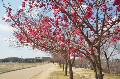 狭山池　寒緋桜・ツグミ_c0229483_22591713.jpg