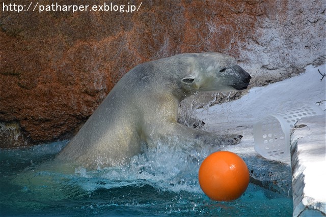 ２０１７年３月　天王寺動物園　その２　Shilkaオヤツタイム_a0052986_7515935.jpg