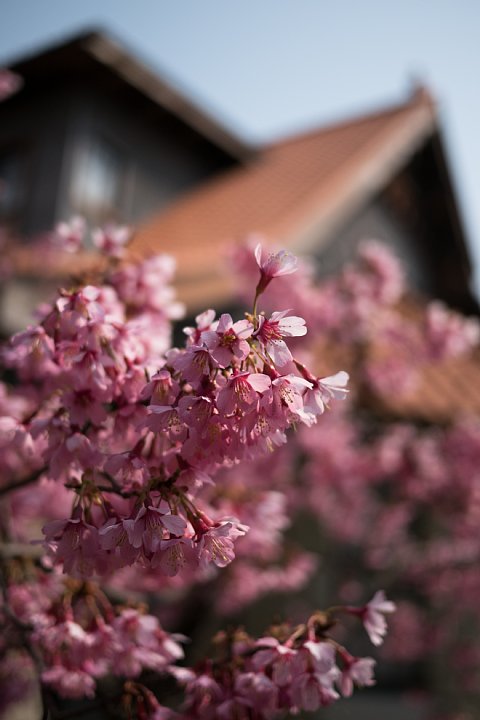 桜咲く街角_d0353489_22335249.jpg