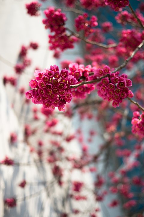 桜咲く街角_d0353489_22483192.jpg