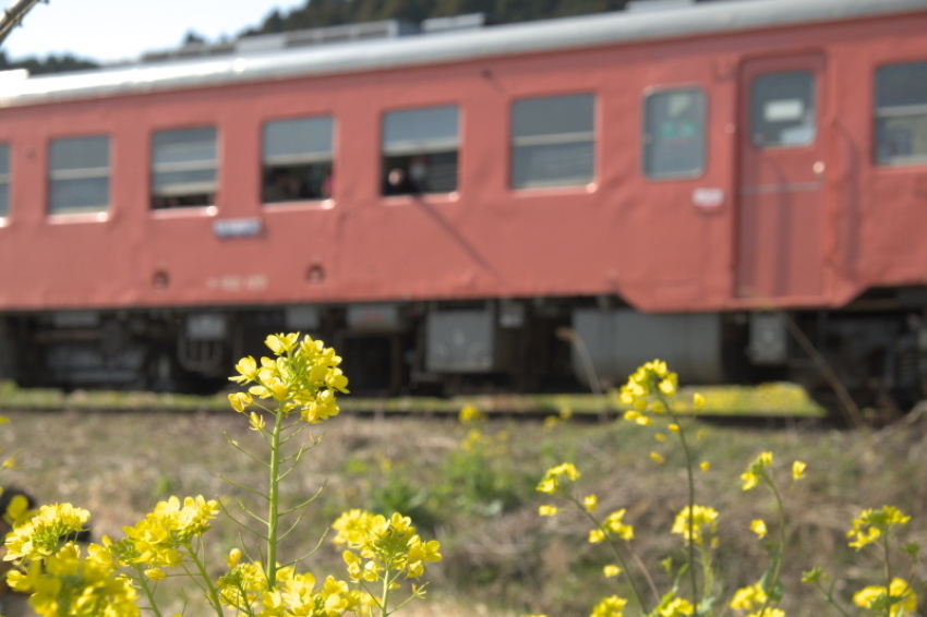 いすみ鉄道・・・春色全開_d0021491_13371191.jpg