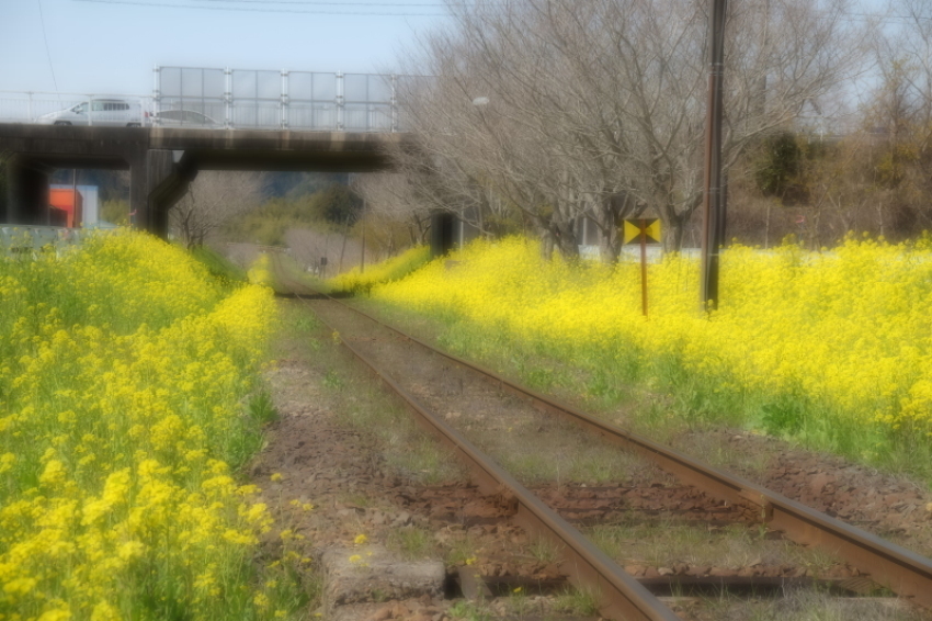 いすみ鉄道・・・春色全開_d0021491_13432296.jpg