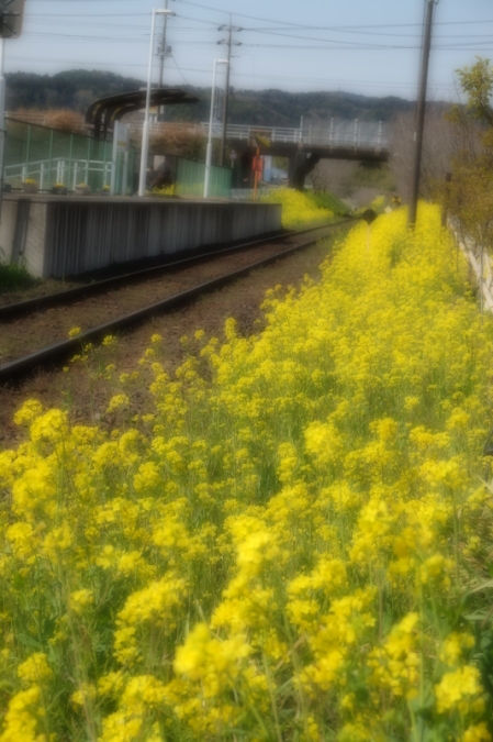 いすみ鉄道・・・春色全開_d0021491_13501334.jpg