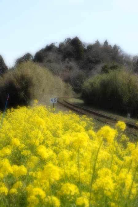 いすみ鉄道・・・春色全開_d0021491_13504690.jpg