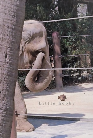 上野動物園　３月２０日は開園記念日 - Little hobby