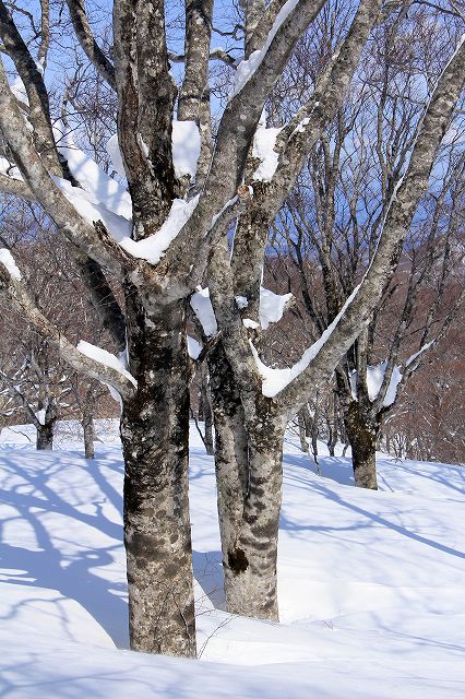 花染山。ブナ回廊を楽しむ。_e0137200_21335472.jpg