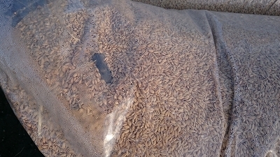 c0163102_20432463.jpg