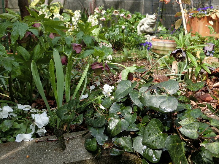 色んな植物以外にもバラ達も動き出して_e0234004_2141988.jpg