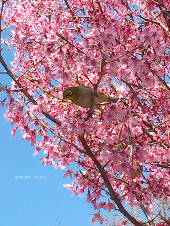 PINK&YELLOW_d0138811_16564890.jpg