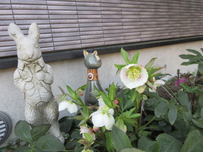 越冬中のランたち_f0067514_15590385.jpg