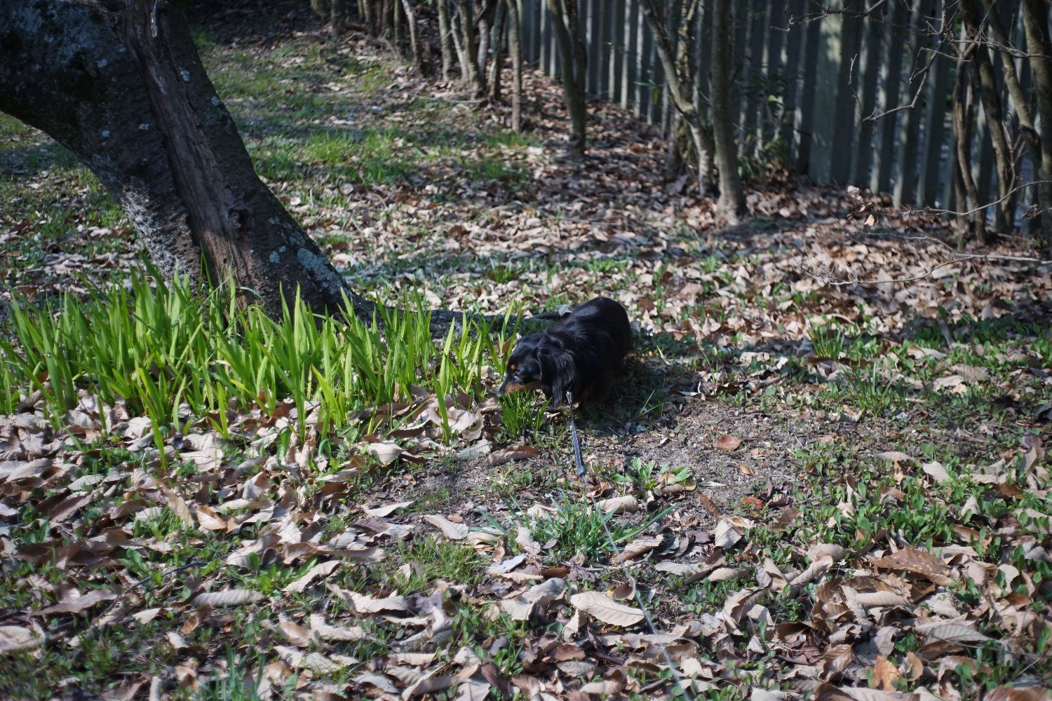 引き伸ばしレンズ E-ヘキサノン50mmF3.5で_b0069128_10344561.jpg