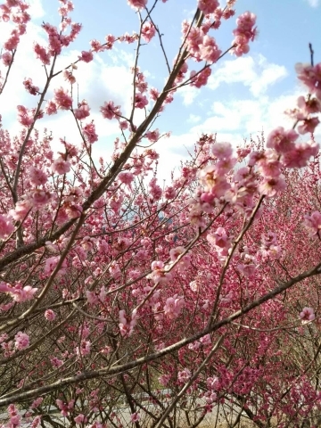 春のお花があちこちに_f0343531_18384723.jpg