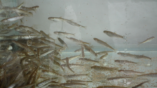 c0185132_21155398.jpg