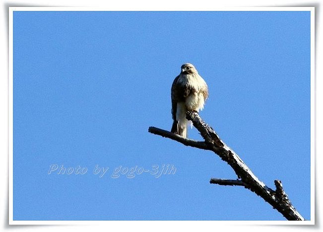 韓国語の スリ はワシの意味で野原にいる猛禽 との説もあるが怪しい The Life Of Birds ー 野鳥つれづれ記