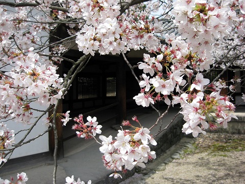 春・桜の季節、わたしとインスタグラム - イタリア写真草子