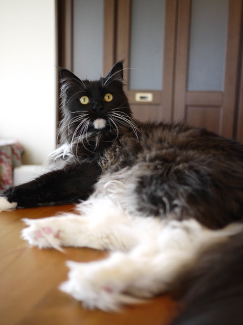 猫のお留守番 ワサビちゃん天ちゃんう京くん麦くん茶くん編。_a0143140_2210470.jpg