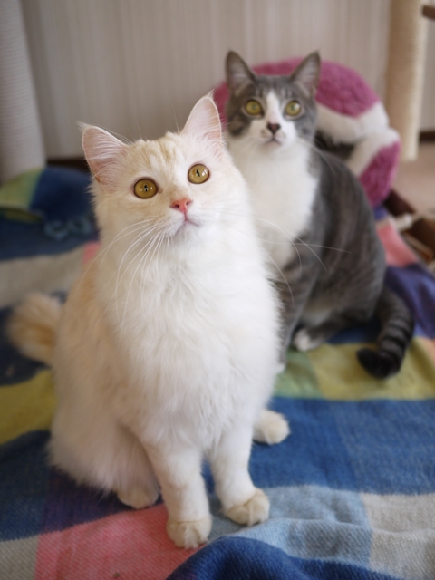 猫のお留守番 ワサビちゃん天ちゃんう京くん麦くん茶くん編。_a0143140_2241393.jpg