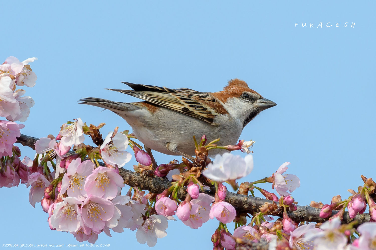 チュウチュウしてポイッ～ニュウナイスズメ_d0292540_00255552.jpg