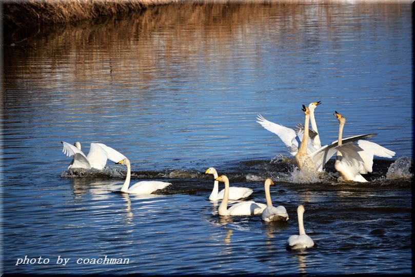 運河の白鳥　3_a0315942_22160837.jpg