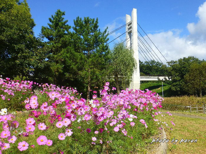 山田池公園の「美月橋」の風景。_c0137342_20582366.jpg