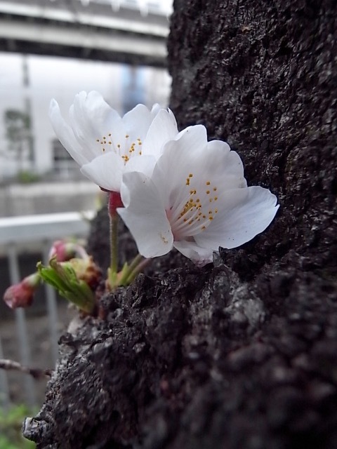 あ、桜咲いた_d0350542_22113332.jpg