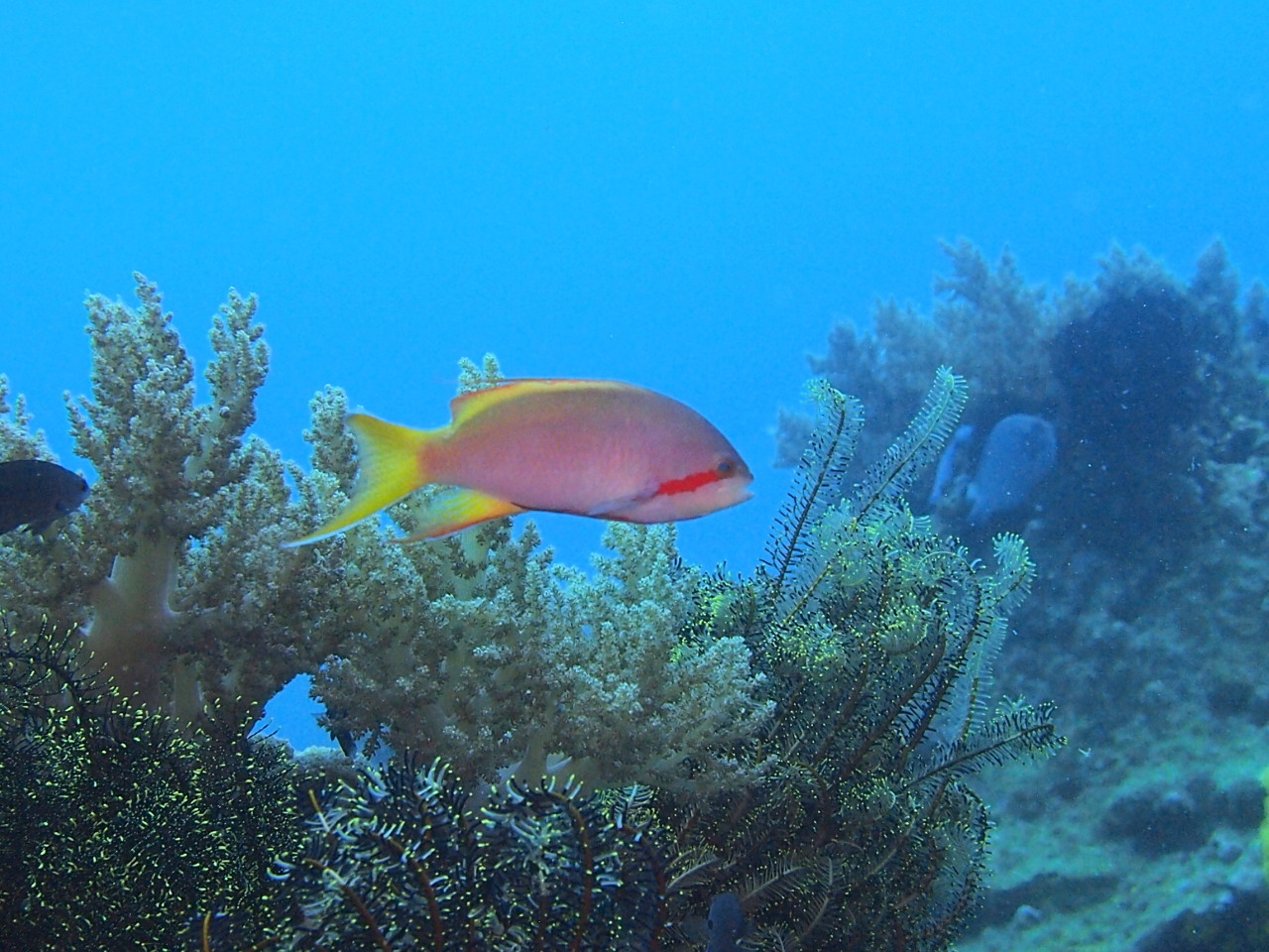 バリカサグ島ブラックフォレスト（Bohol)2017.2.14_e0245045_22270520.jpg