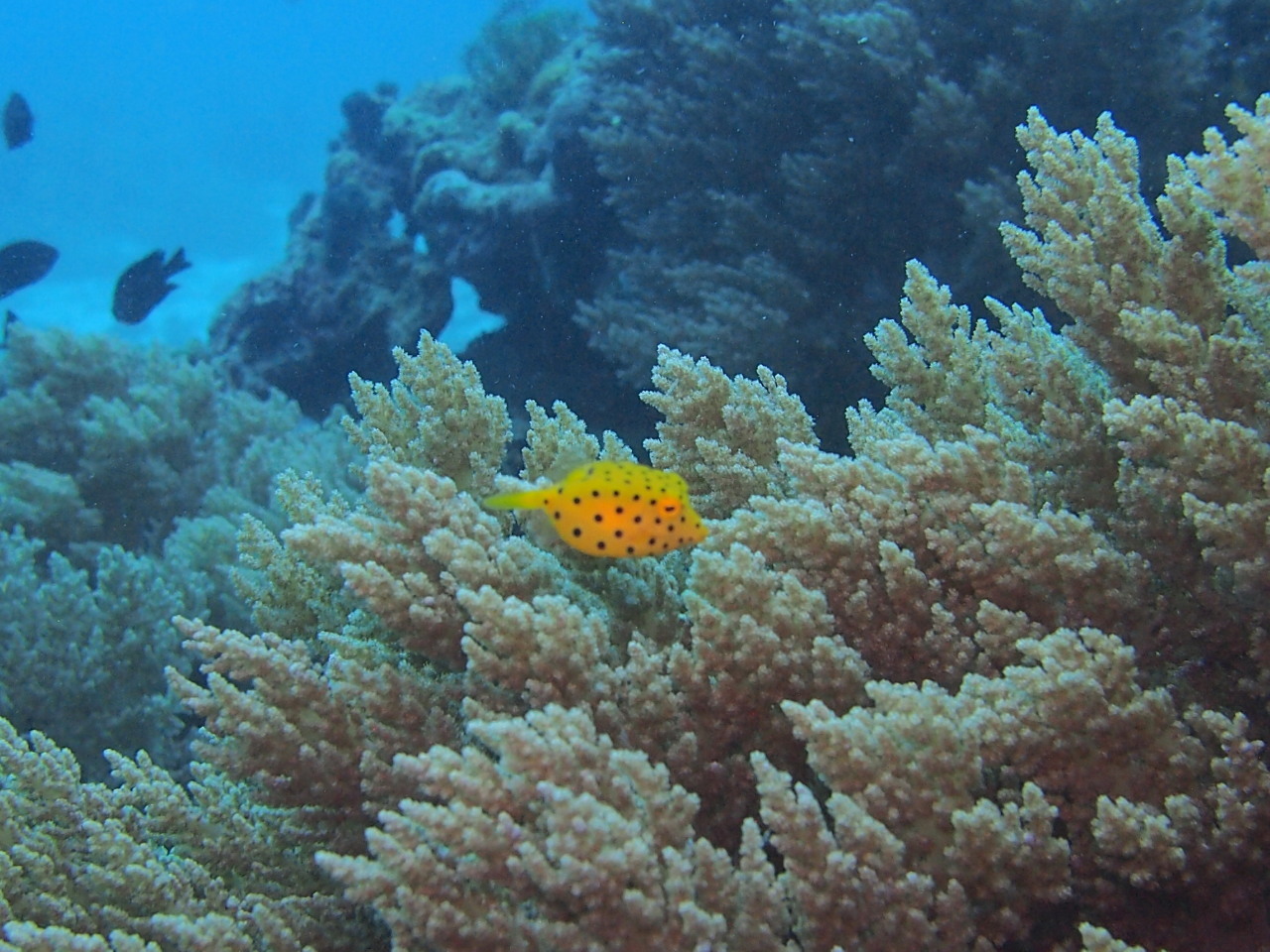 バリカサグ島ブラックフォレスト（Bohol)2017.2.14_e0245045_22533247.jpg