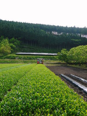 株式会社旬援隊の春の様子と利平栗の剪定作業_a0254656_18462557.jpg