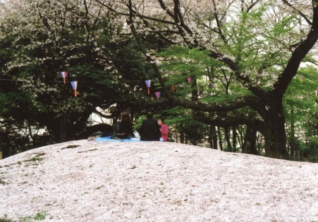 飛鳥山～2016年さくらの頃　２_c0082066_17405465.jpg