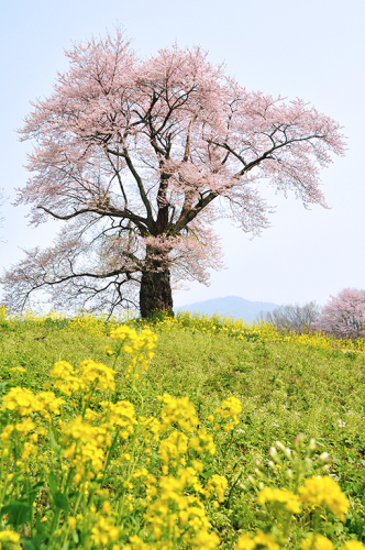 桜のころ_f0143469_11174340.jpg