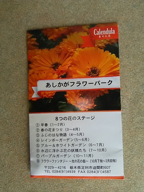 金盞花 キンセンカ の生長日記 その１ 健気に育つ植物たち