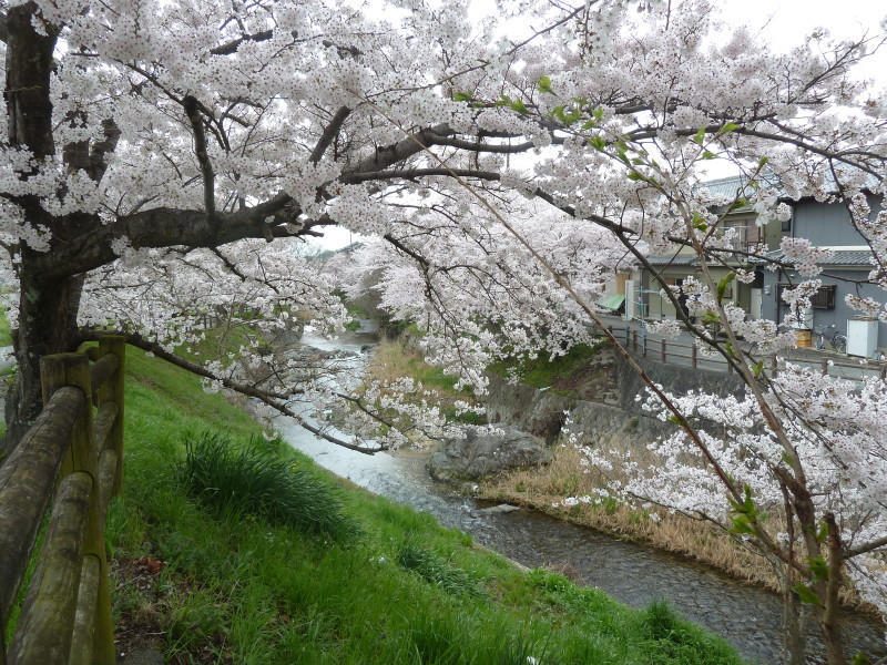 2015年（平成27年）の明日香村岡地区の川戸（通称）の桜_d0354090_21475285.jpg