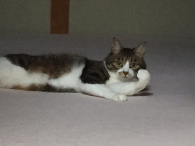 騙されないぞ_f0177390_18011880.jpg
