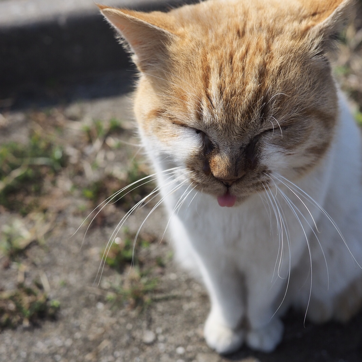 【丸】猫アレルギーの猫びより。_e0354593_21085271.jpg