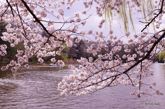 東京周辺・桜スポット_f0373595_22431535.jpg