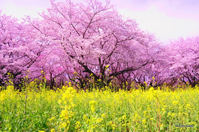 東京周辺・桜スポット_f0373595_22431793.jpg