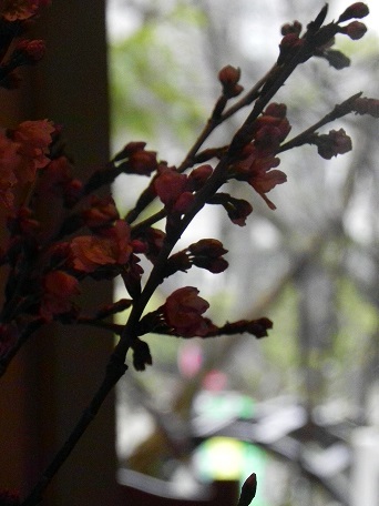 c0152002_17333101.jpg