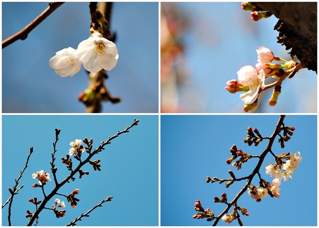 開花宣言　＆　催花雨_c0051107_9282073.jpg