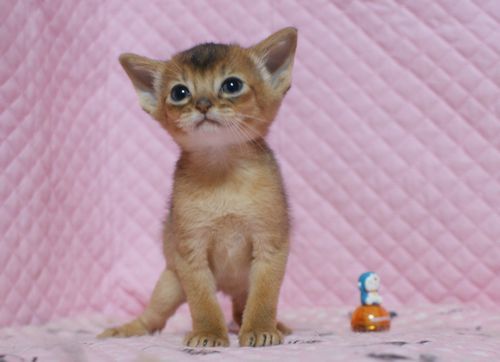 アビシニアン子猫 ルディ ブルー レッド(シナモン)家族募集_e0033609_16390107.jpg