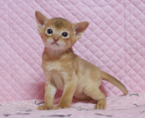 アビシニアン子猫 ルディ ブルー レッド(シナモン)家族募集_e0033609_16391676.jpg