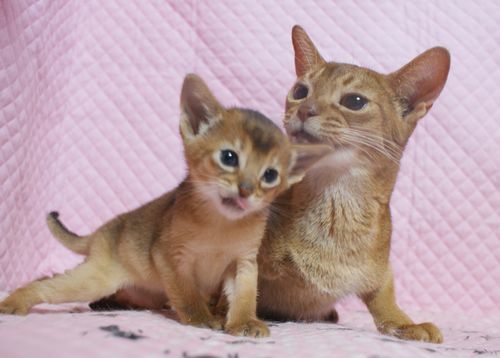 アビシニアン子猫 ルディ ブルー レッド(シナモン)家族募集_e0033609_16402439.jpg