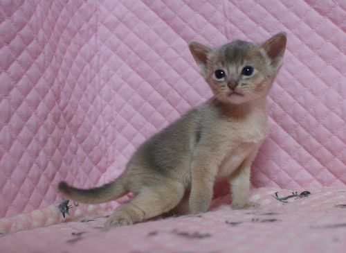アビシニアン子猫 ルディ ブルー レッド(シナモン)家族募集_e0033609_16413711.jpg