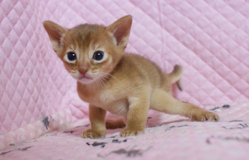 アビシニアン子猫 ルディ ブルー レッド(シナモン)家族募集_e0033609_16414562.jpg