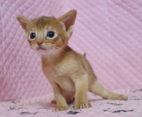 アビシニアン子猫 ルディ ブルー レッド(シナモン)家族募集_e0033609_16415389.jpg