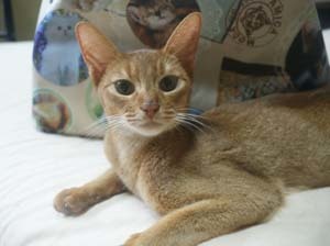 アビシニアン子猫 ルディ ブルー レッド(シナモン)家族募集_e0033609_16472935.jpg