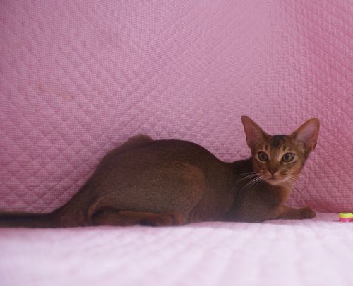 アビシニアン子猫 ルディ ブルー レッド(シナモン)家族募集_e0033609_16482685.jpg