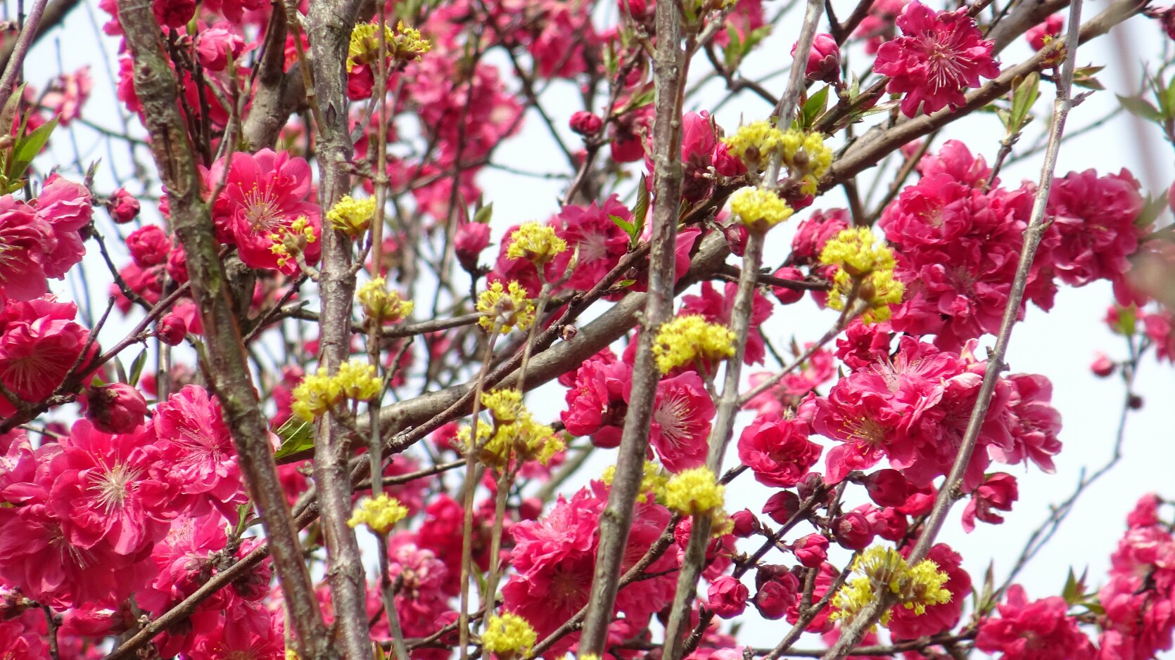 花桃の花も満開…2017/3/22 : 徳ちゃん便り